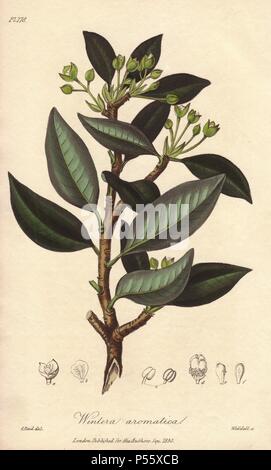 Winter's bark or canelo, Drimys winteri. Handcoloured botanical illustration drawn by G. Reid and engraved on steel by Weddell from John Stephenson and James Morss Churchill's 'Medical Botany: or Illustrations and descriptions of the medicinal plants of the London, Edinburgh, and Dublin pharmacopœias,' John Churchill, London, 1831. Stock Photo