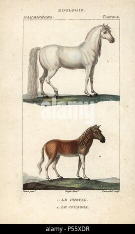 Horse, Equus ferus caballus, and extinct quagga, Equus quagga quagga. Handcoloured copperplate stipple engraving from Frederic Cuvier's 'Dictionary of Natural Science: Mammals,' Paris, France, 1816. Illustration by J. G. Pretre, engraved by Carnonkel, directed by Pierre Jean-Francois Turpin, and published by F.G. Levrault. Jean Gabriel Pretre (17801845) was painter of natural history at Empress Josephine's zoo and later became artist to the Museum of Natural History. Turpin (1775-1840) is considered one of the greatest French botanical illustrators of the 19th century. Stock Photo