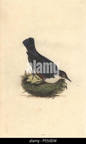 White-throated dipper or water ouzel, Cinclus cinclus Stock Photo - Alamy