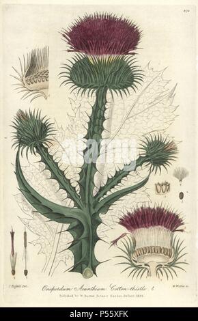 Cotton thistle, Onopordum acanthium. Handcoloured copperplate engraved by W. Willis from a drawing by Isaac Russell from William Baxter's 'British Phaenogamous Botany,' Oxford, 1838. Scotsman William Baxter (1788-1871) was the curator of the Oxford Botanic Garden from 1813 to 1854. Stock Photo
