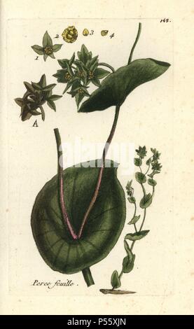 Hare's ear, Bupleurum rotundifolium. Handcoloured botanical drawn and engraved by Pierre Bulliard from his own 'Flora Parisiensis,' 1776, Paris, P. F. Didot. Pierre Bulliard (1752-1793) was a famous French botanist who pioneered the three-colour-plate printing technique. His introduction to the flowers of Paris included 640 plants. Stock Photo