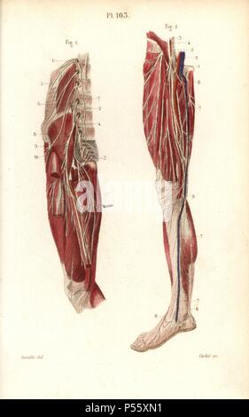 Lumbar plexus and crural nerves Stock Photo: 38255891 - Alamy