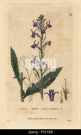 Acrid lobelia, Lobelia urens. Handcoloured copperplate engraving from a drawing by Isaac Russell from William Baxter's 'British Phaenogamous Botany' 1834. Scotsman William Baxter (1788-1871) was the curator of the Oxford Botanic Garden from 1813 to 1854. Stock Photo