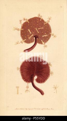 Sea pen, Renilla americana. Illustration signed N (Frederick Nodder).. Handcolored copperplate engraving from George Shaw and Frederick Nodder's 'The Naturalist's Miscellany' 1793.. Frederick Polydore Nodder (17511801?) was a gifted natural history artist and engraver. Nodder honed his draftsmanship working on Captain Cook and Joseph Banks' Florilegium and engraving Sydney Parkinson's sketches of Australian plants. He was made 'botanic painter to her majesty' Queen Charlotte in 1785. Nodder also drew the botanical studies in Thomas Martyn's Flora Rustica (1792) and 38 Plates (1799). Most of t Stock Photo