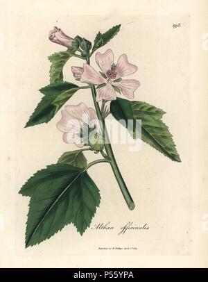 Marshmallow, Althaea officinalis. Handcoloured copperplate engraving from a botanical illustration by James Sowerby from William Woodville and Sir William Jackson Hooker's 'Medical Botany,' John Bohn, London, 1832. The tireless Sowerby (1757-1822) drew over 2, 500 plants for Smith's mammoth 'English Botany' (1790-1814) and 440 mushrooms for 'Coloured Figures of English Fungi ' (1797) among many other works. Stock Photo