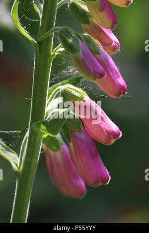 The beautiful sunlit spring flowers of Digitalis purpurea, also known as the commen foxglove. Stock Photo