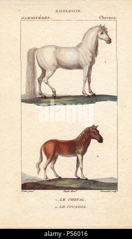 Horse, Equus caballus, and quagga, Equus quagga quagga, extinct. Handcoloured stipple engraving by Carnonkel from an illustration by Jean-Gabriel Pretre directed by Turpin from Jussieu's 'Dictionnaire des Sciences Naturelles,' Paris, Levrault, 1816-1830. Pretre (17801845) was painter of natural history at Empress Josephine's zoo and later became artist to the Museum of Natural History. Stock Photo