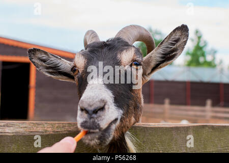 the goat chews on the street in the summer and looks Stock Photo
