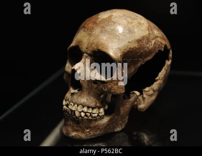 Skull of a young girl. 18-20 years old. 3500-3400 BC. Sigersdal Mose, Northern Zealand. National Museum of Denmark. Copenhagen. Denmark. Stock Photo