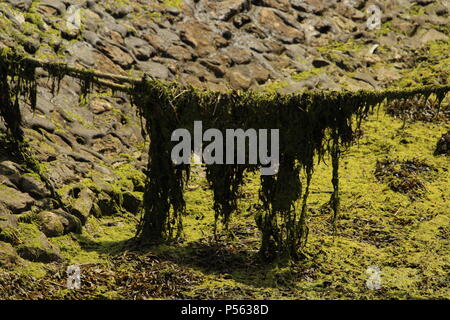 Coastal still life & decay - An abundance of seaweed & algae growing on mooring ropes at low tide. Essex, UK Stock Photo