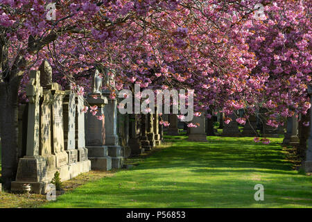 An Abundance of Pink Cherry Blossom in Allenvale Cemetery, Aberdeen, Scotland Stock Photo