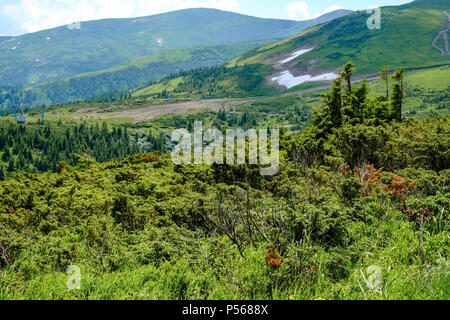 Mountain landscape in Dragobrat (Ukraine). Summer on the mountain of the famous ski area. After the ski tracks are used for cows. Stock Photo