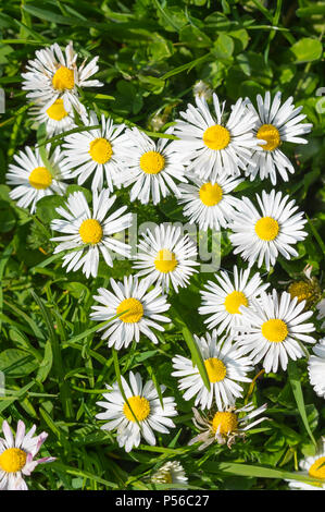 Looking down on Common Daisies (Bellis perennis) growing in Spring in the UK. Common Daisy. Stock Photo