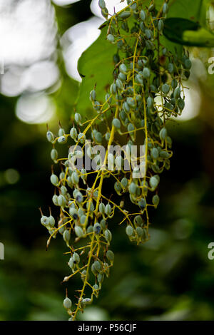 Detail of the plume poppy (Bocconia frutescens) Stock Photo