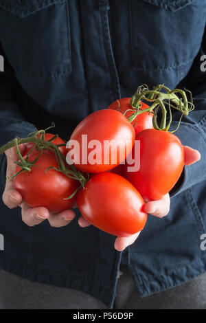 Female hands with fresh plum tomatoes Stock Photo