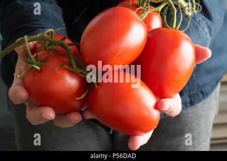 Female hands with fresh plum tomatoes Stock Photo