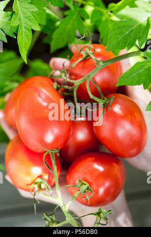 Female hands with fresh plum tomatoes Stock Photo