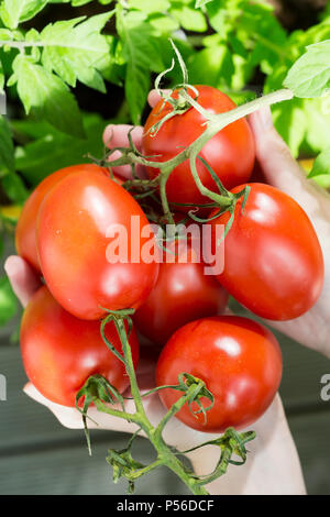 Female hands with fresh plum tomatoes Stock Photo