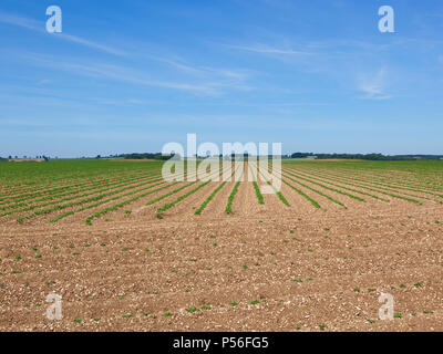 a young potato crop on chalky soil with woodland and scenery in an upland field in the Yorkshire Wolds in Summer Stock Photo