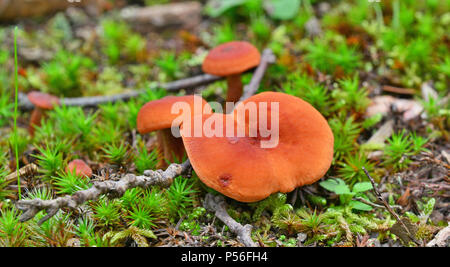 lactarius rufus mushrooms in the forest Stock Photo