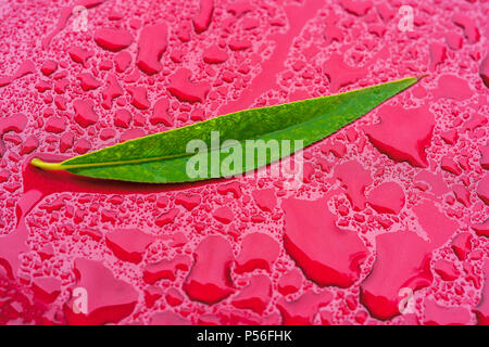 Green willow leave on a wet car bonnet. Stock Photo