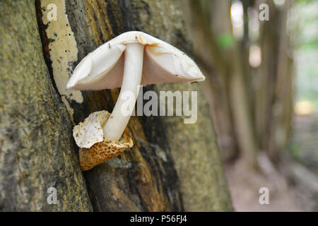 rare volvariella bombycina mushroom on the trunk of a tree Stock Photo