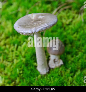 edible amanita vaginata mushroom in the forest Stock Photo