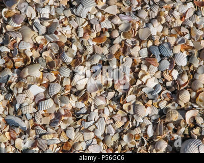 Background of multicolored small seashells, texture of shellfish shells on ocean or sea coast Stock Photo