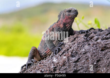 Marine iguana (Amblyrhynchus cristatus) on Espanola Island, Galapagos National park, Ecuador. Marine iguana of Espanola Island has red markings on its