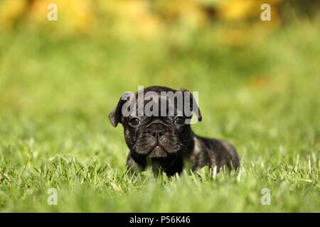 French Bulldog Puppy Stock Photo