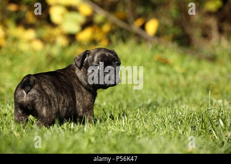 French Bulldog Puppy Stock Photo