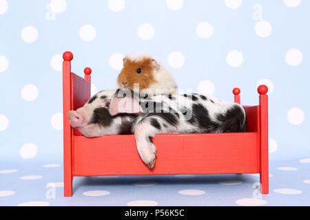 animal friends Stock Photo