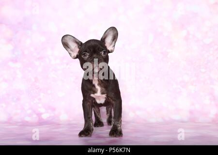 French Bulldog puppy Stock Photo