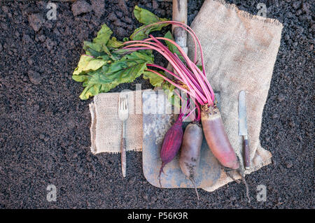 Organic root vegetables beet, lying on the spade and coarse cloth served the village. Autumn harvest. Copy the place. The horizontal frame. Stock Photo