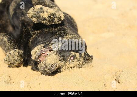 rolling Labrador Retriever Stock Photo