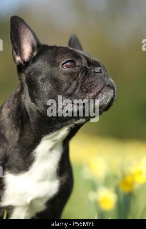 French Bulldog Portrait Stock Photo