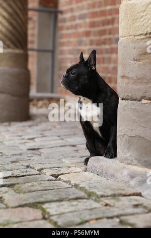 sitting French Bulldog Stock Photo