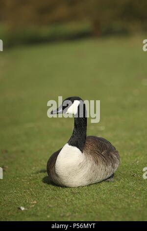 Canada goose Stock Photo