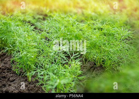 Fresh dill grows in the garden of the city. Organic food. Stock Photo