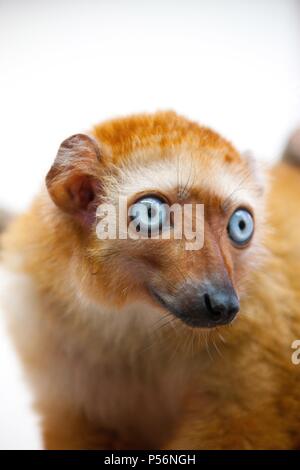 Sclater's lemur Stock Photo