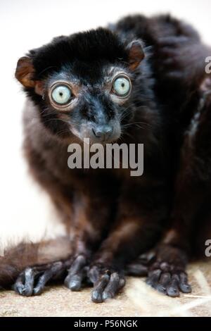 Sclater's lemur Stock Photo