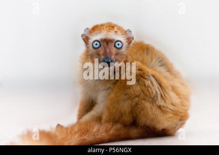 Sclater's lemur Stock Photo