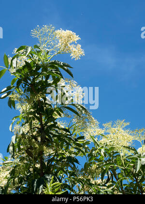 White elderflowers in a hedgerow against a blue sky at Knaresborough North Yorkshire England Stock Photo