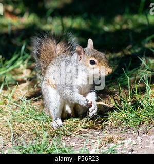 A Grey Squirrel Looking for Food on a Lawn in a Garden in Alsager Cheshire England United Kingdom UK Stock Photo