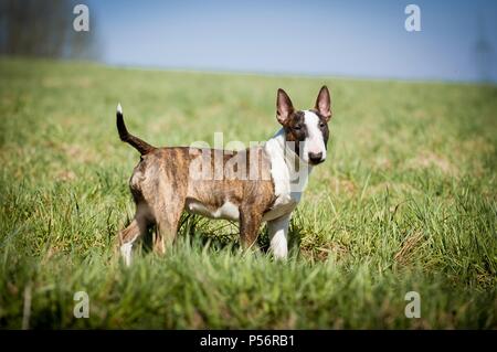 Miniature Bull Terrier Stock Photo