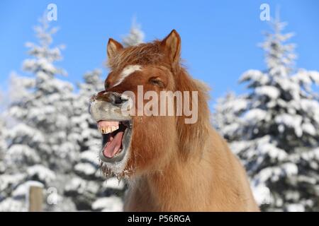 Icelandic horse portrait Stock Photo