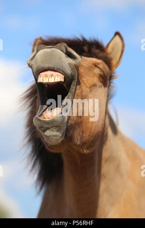 Icelandic horse portrait Stock Photo