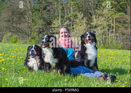 3 Bernese Mountain Dogs Stock Photo