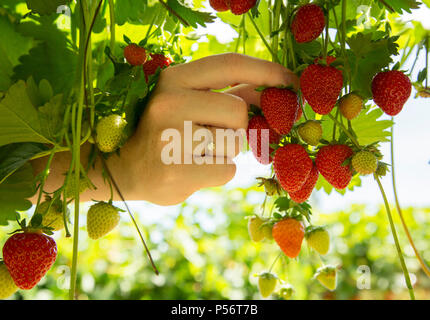close up hand strawberry picking Stock Photo