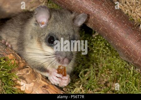 dormouse Stock Photo